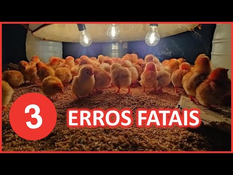 , title : '3 ERROS comuns que afetam a produção de ovos em sistemas caipiras'
