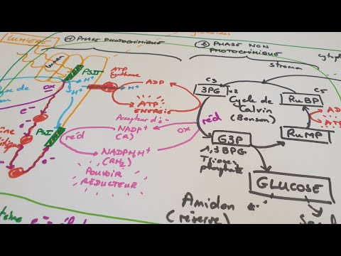 [eSVT] Photosynthesis
