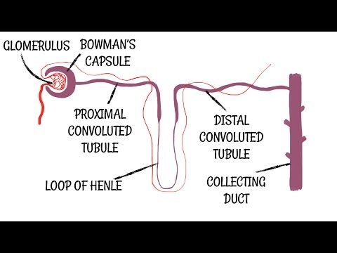 Kidneys and the Nephron