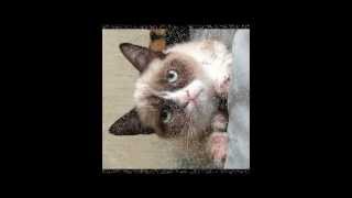 Download lagu Salinan Ku Ingin - Nicky Astria mp3