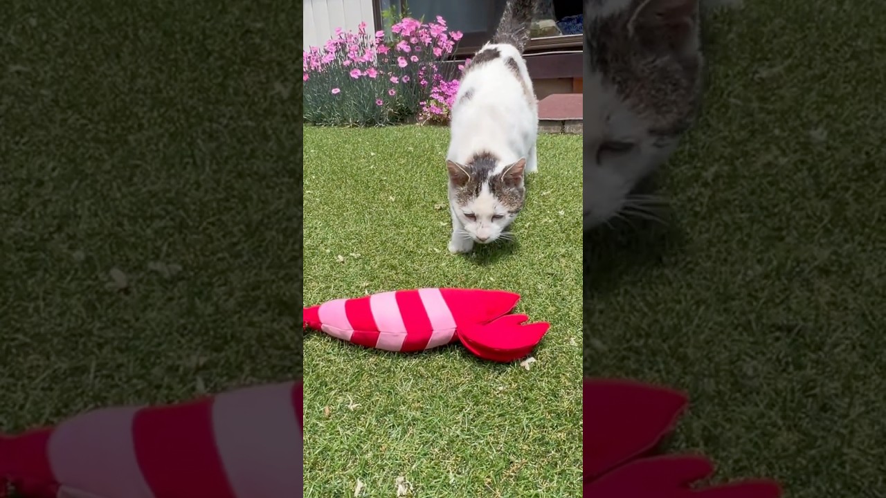 【シロが求めていたもの】エビ天より、へそ天――シロにとって本当の「けりぐるみ」とは【オリジナルBGM】