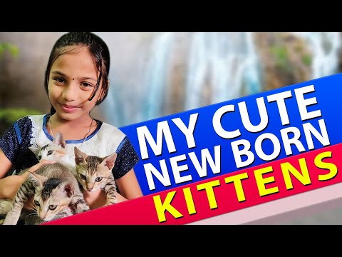 My Cute Newborn Kittens | Stories With Krishika