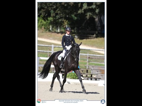 HEROE DE CAFENY - Silla Francés 2017 por DIAMANT DE SEMILLY