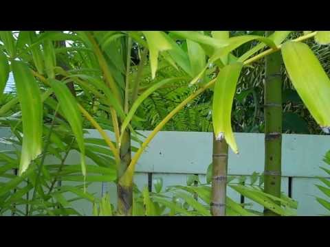 Sue's bird being loud and annoying 2014 01 05 afternoon