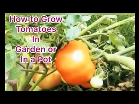 How to Grow Tomato’s in Garden or in Pot with Zobia