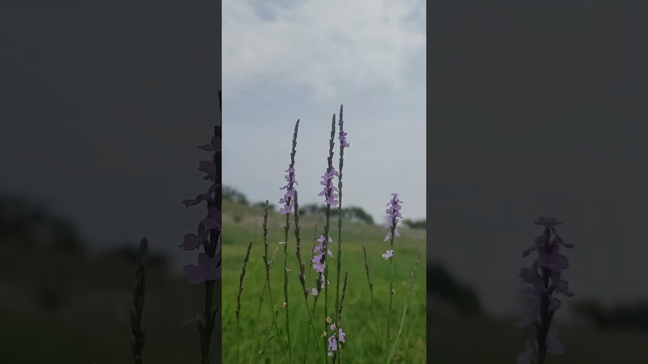beautiful wild flower of Texas #flowers #Texas