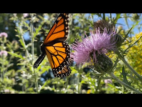 image-What do thistle flowers symbolize?