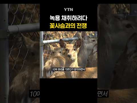 농작물 몽땅 싹쓸이 #shorts / YTN