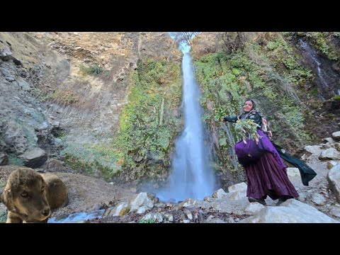 🌄 Kulthum in the heart of dangerous mountains! From huge waterfalls to Chinese leaves from trees 🌿🐐