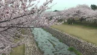 preview picture of video '海津市　「羽根谷だんだん公園」　～桜～'