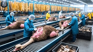 Download lagu Inside the Exotic Leather Factory: Ostrich Hide to High-End Fashion mp3