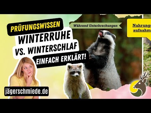 Was ist der Unterschied zwischen Winterruhe und Winterschlaf? Wissen für die Jagdausbildung!