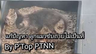 แก้ปัญหาลูกแมวขับถ่ายไม่เป็นที่ แก้ปัญหาฉี่แมว วิธีจัดการฉี่ลูกแมว#แมว #ฉี่แมว