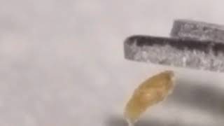 Zoomed In, Reg Speed Gold Morgellons Kernel Hangs by Fiber(Part 1)Pulsing &amp; Flashing Strobe Lights!