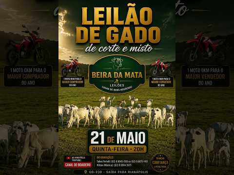 Beira da Mata Leilões - Uruana GO - Leilão de Gado de Corte em Goiás @canal.boiadeiro #live #gado