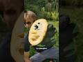 Asiminier (Pawpaw) video