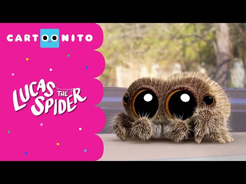 Too Hot To Handle | Lucas the Spider | Cartoonito US