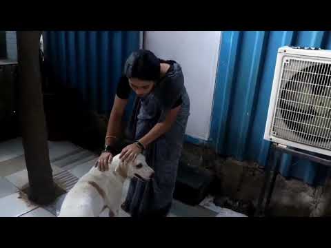 girija's new friend. she like dogs so much. //#girijaprahbuoffcial //#sukmanjenkkikayaata