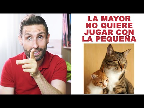 ¿Por qué mi gato no quiere jugar con el nuevo gato que ha llegado a casa?