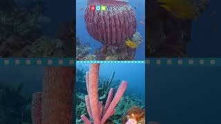 Sea Sponges #Short