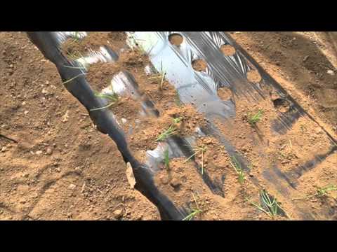 エシャロット 植物