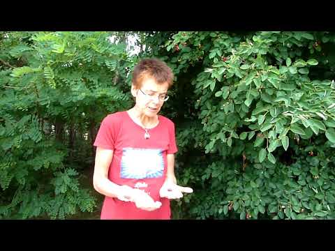 Wertvolle Wildfrucht  -  Die Felsenbirne