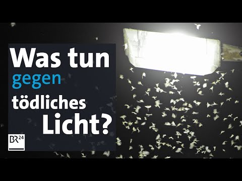 Lichtverschmutzung: Einfach mal abschalten  - für die Insekten | Abendschau | BR24