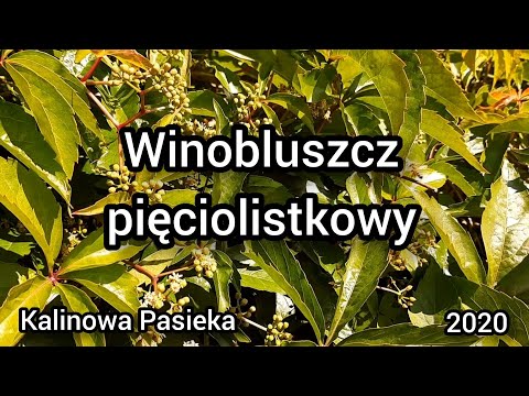 , title : 'Kalinowa Pasieka - Winobluszcz pięciolistkowy - dzikie wino - roślina miododajna.  #bee #beekeeper'