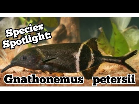 Elephantnose fish — slaboelektrický oddball druh, chobotík a elektrolokácia