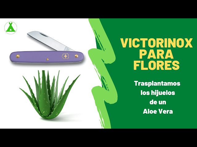 Vídeo relacionado con Victorinox Navaja para flores, Cuchillo jardinería, Profesionales, Hoja recta, negro