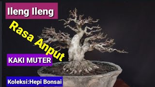 Download lagu INSPIRASI BONSAI ILENG ILENG KOLEKSI HEPI BONSAI mp3 Download lagu INSPIRASI BONSAI ILENG ILENG KOLEKSI HEPI BONSAI mp3