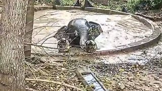 Elephant trapped in pond can’t get himself out so quick thinking man finds brilliant solution by Did You Know Animals?