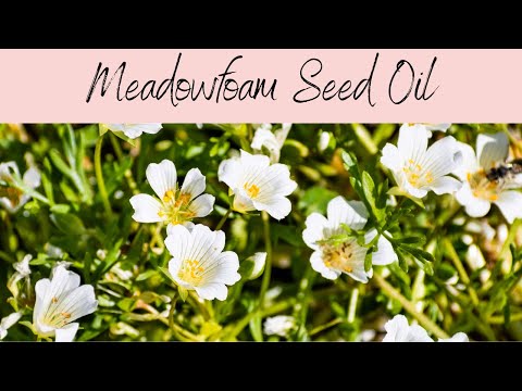 Meadowfoam Seed Carrier Oil, INCI: Limnanthes Alba Seed Oil. Emollient, Improve Water Retention.