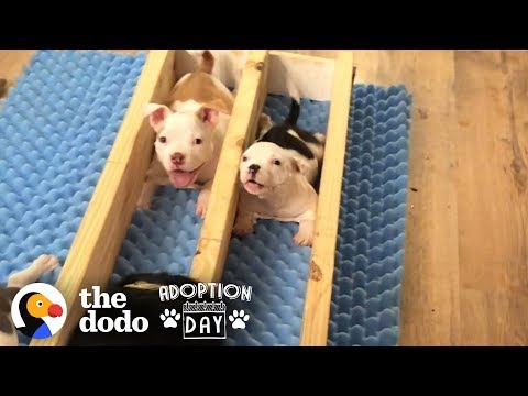 Watch This Little Roly-Poly Baby Pit Bull Grow Up And Get Adopted! | The Dodo Adoption Day