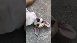 Video preview image #1 Labrador Retriever-Unknown Mix Puppy For Sale in The Woodlands, TX, USA