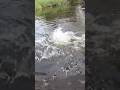 Video Thumbnail for Massive creek brown trout