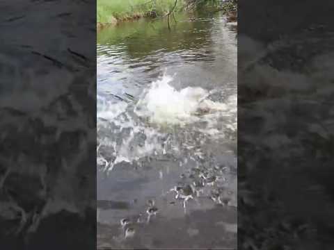 Massive creek brown trout