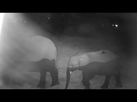 Djuma: Two Elephants get a drink before moving off - 18:23 - 04/28/21