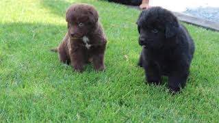 Newfoundland Puppies For Sale