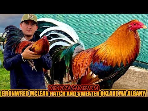 Brownred Mclean Hatch And Sweater Oklahoma Albany ~ MENDOZA GAMEFARM