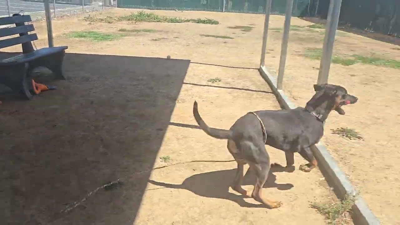 Zoro, a ADOPTABLE mixed breed in Sacramento, CA video 5/6