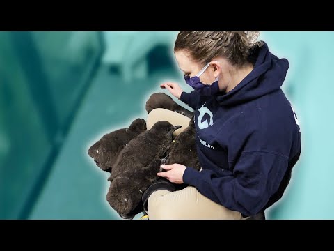 私たちは水族館で赤ちゃんペンギンの世話をする方法 (How We Take Care of Baby Penguins At The Aquarium)