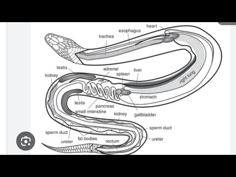 New hyperfixation unlocked: snake anatomy