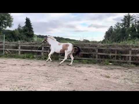 Athletic, Attractive 3yr old - Image 2