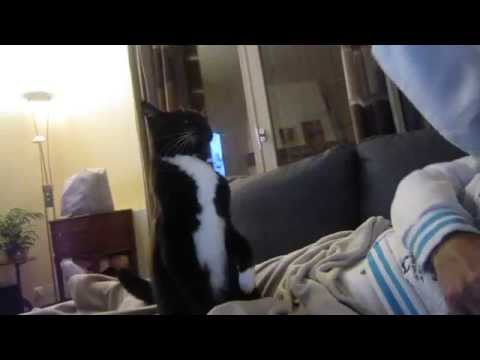 Le chat bagarreur !!!