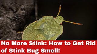 Win the Smelly War: How to Get Rid of Stink Bug Smell