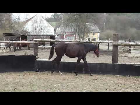 Na prodej - klisna *2018 po Quando Unico x Londonerry x Sandro