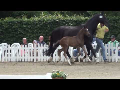 STUTFOHLEN VON SECRET