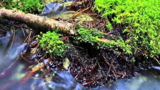 Vangelis   Dream of Surf by VagnerK