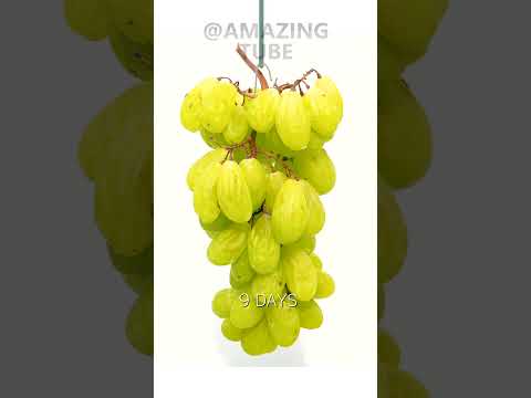, title : 'Grapes to Raisins - 40 Days Time lapse'